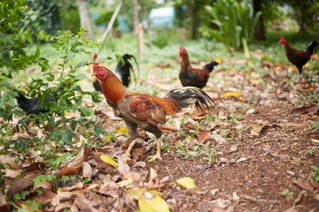 Rooster and hen in the garden, selective focus