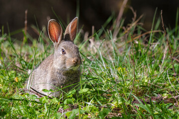 Rabbit in grass with raised ears