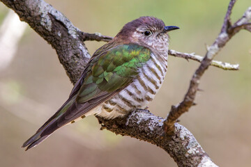 Shining Bronze-cuckoo (Chalcites lucidus)