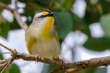 Striated Pardalote (Pardalotus striatus)
