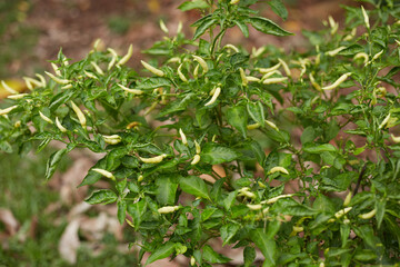 Chili pepper plant in the garden, green chili pepper plant