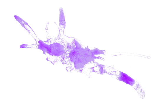 Separate splash purple watercolor stains on transparent background