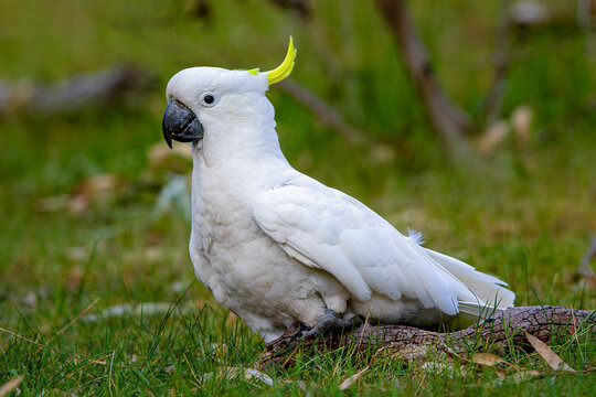 Sulphur-crested Cockatoo (Cacatua galerita)