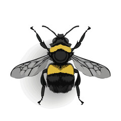  Simple flat 2D icon bee isolated on transparent background, vector, flat design, animation design, vector, flat design, animation design, simple flat 2D icon, minimalist design, clipart