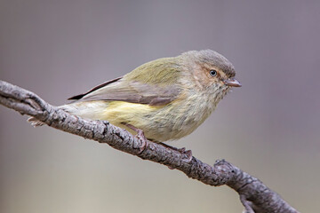 Weebill (Smicrornis brevirostris)