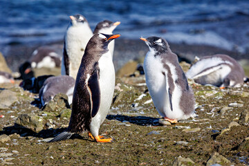 Gentoo Penguins in the Antarctic Area 