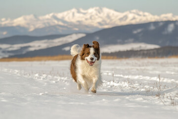 Energetic dog running across snow-covered field with stunning mountain background