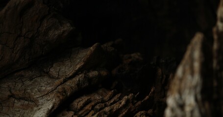 Close-up of Weathered Tree Bark with Natural Grooves