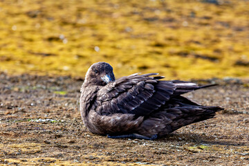 A Subantarctic Skua  in the wild