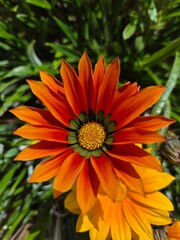 Vibrant Orange Gazania Close-Up