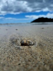 Seashell on Sandy Beach