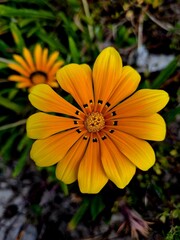 Vibrant Yellow Daisy Close-Up