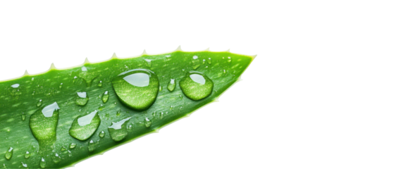 A leaf of a plant with water droplets on it. transparent background