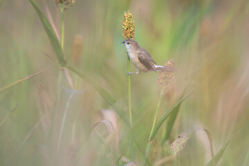 the beautiful, vibrant perched on a tall, green stalk. The background is soft, blurred green with some out of focus plants in the background.