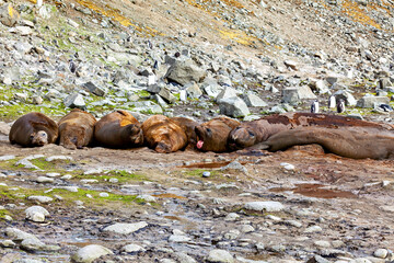 The wild Seals of Antarctica

