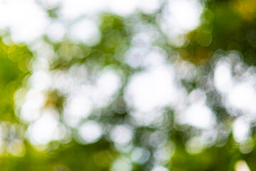 Fototapeta premium This photo is blurry and out of focus, but the bokeh and colors are beautiful with oranges, yellows, greens, and whites. It was taken in Myanmar with a high-resolution professional camera.