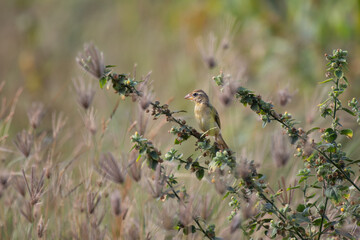 the small, vibrant brown and yellow weaver bird is perched on a thin branch with small, white flowers. The background is blurry and green.