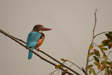 A vibrant white throated king fisher is perched on a branch against a plain background. The birds blue plumage contrasts beautifully with its white throat and chestnut brown head.