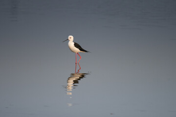 A beautiful, vibrant Black winged stilt standing on the water with long , slender, pink legs.
