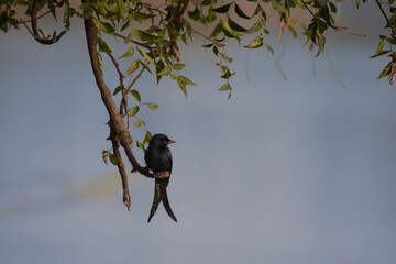 A vibrant, small black Drongo perched on a tree branch