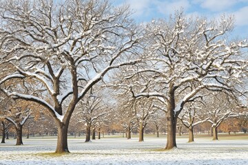 Fototapeta premium Snow-covered trees in a serene winter landscape.