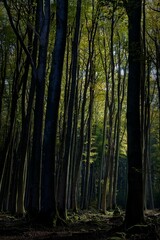 Obraz premium Serene forest scene with dappled sunlight.