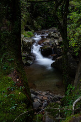 Obraz premium 森を流れる美しい川の流れ