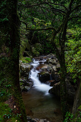 Obraz premium 森を流れる美しい川の流れ