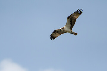 Fischadler im Flug (Pandion haliaetus)