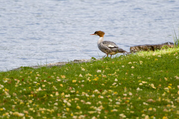 Gänsesäger Weibchen im Herbst in Schweden