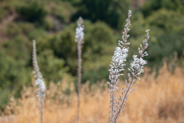 A group of "Drimia Maritima" flowering plants,  commonly known by the name "Squill", in tha mountainous landscape of the Golan heights 