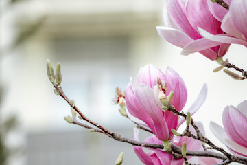 Obraz premium Magnolia Sulanjana flowers with petals in the spring season. beautiful pink magnolia flowers in spring, selective focusing.