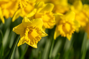 A field of yellow daffodils with green stems. The flowers are in full bloom and are arranged in a neat row. Concept of beauty and tranquility.