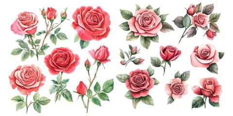 Watercolor roses set isolated on a white background