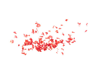 Red rose petals falling romantic white background isolated with real photo red rose flower petals flying. Love, romance floral spring season, wedding invitation red rose petals in mid air