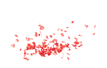 Red rose petals falling romantic white background isolated with real photo red rose flower petals flying. Love, romance floral spring season, wedding invitation red rose petals in mid air
