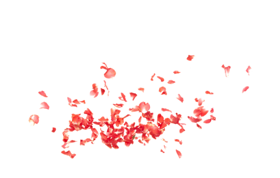 Red rose petals falling romantic white background isolated with real photo red rose flower petals flying. Love, romance floral spring season, wedding invitation red rose petals in mid air