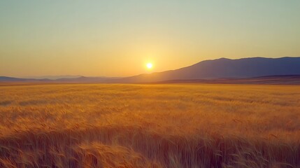 Vast golden wheat field under a setting sun with soft lighting