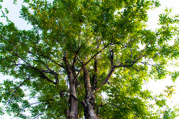 Obraz premium tree in the forest