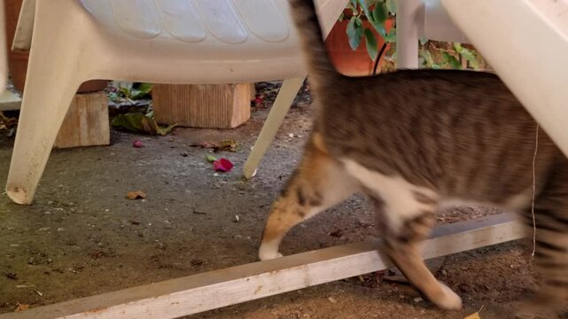 A cat looks at me briefly, then turns away and walks off, ignoring me completely.