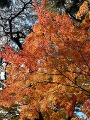 Red maple leaves seen at Bulguksa Temple in Gyeongju