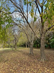 Trees and fallen leaves of the Millennium Forest in Gyeongju