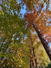 Giant trees and maple leaves at the Millennium Forest in Gyeongju