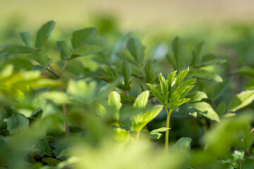 Obraz premium Young goutweed leaves for food in spring. Aegopodium podagraria commonly called ground elder, herb gerard, bishop's weed, gout wort. Using fresh . Green background. Selective focus.