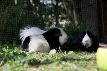 meerschweinchen familie herde