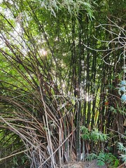 Obraz premium Bamboo tree