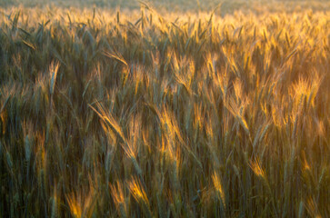 Jęczmień. Zboże.  © wojwarm