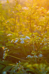 Chwasty przydrożne.  Blekot. Pietrasznik.