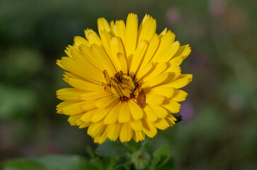 Jastrzębiec sabaudzki.