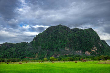 In front of the mountain is a vast green grassland with a herd of bright red-brown cows grazing. The sky is cloudy, giving a warm atmosphere. This photo was taken in Myanmar.